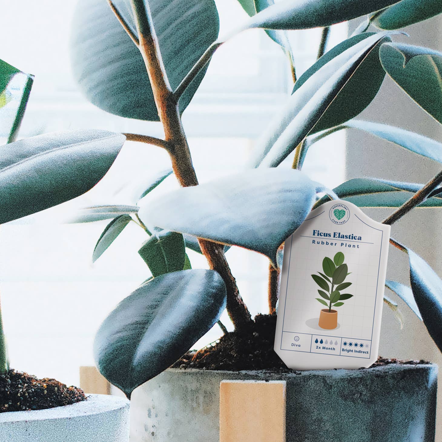 house plant care tags Bubblegum Stuff Houseplant Care Tags