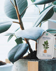 Houseplant Care Tags
