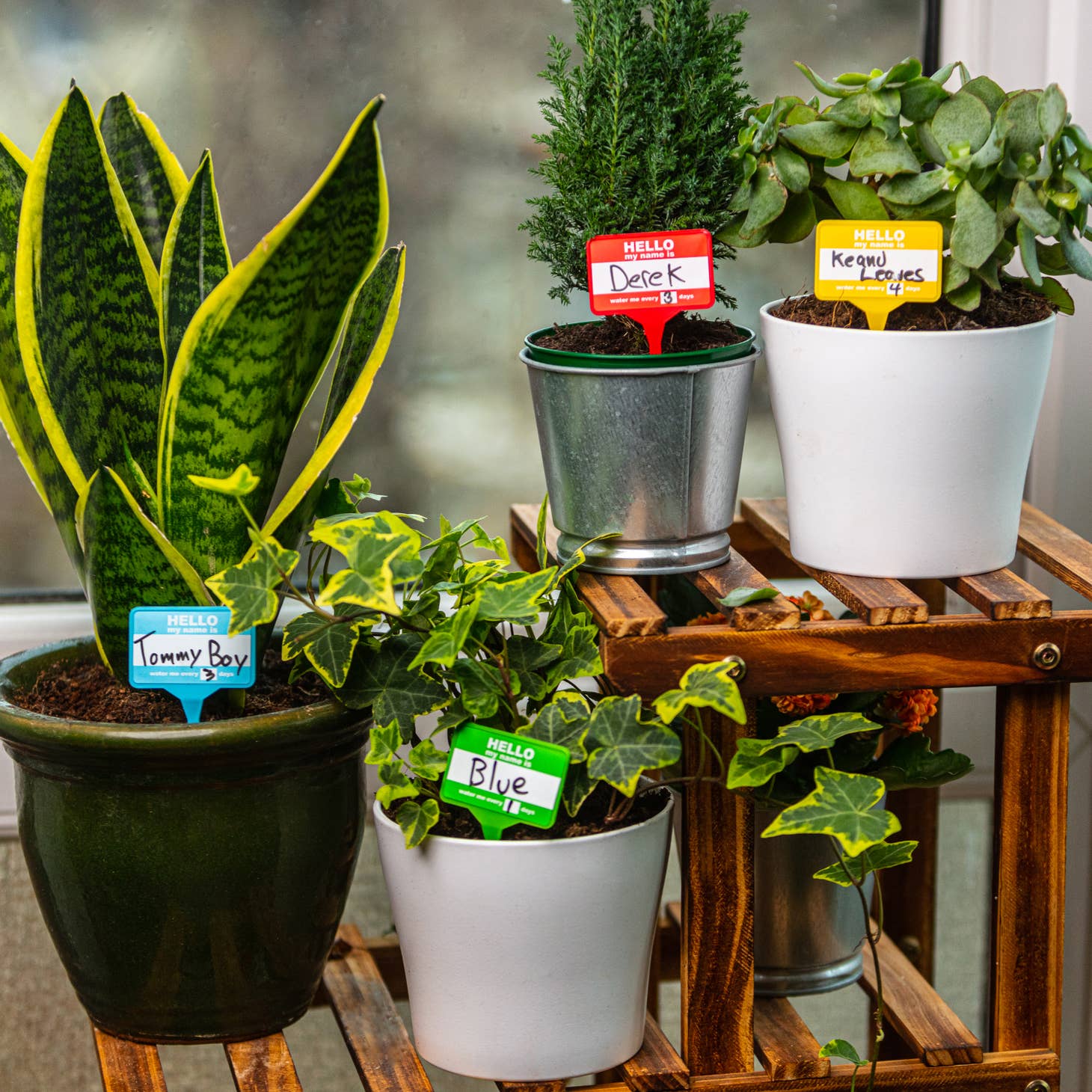 Plant Name Badges Houseplant Labels